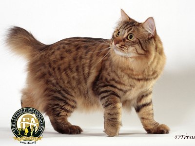 American Bobtail - Cat Breed wallpaper