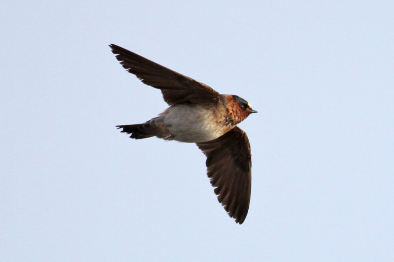 American cliff swallow