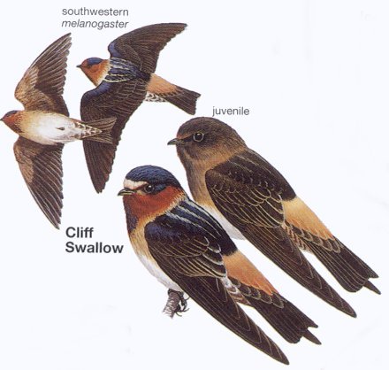 Pretty American cliff swallow