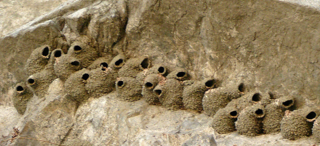 Pretty American cliff swallow