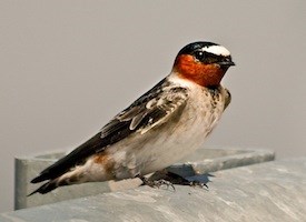 Pretty American cliff swallow