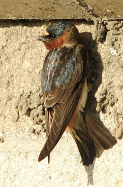 Pretty American cliff swallow