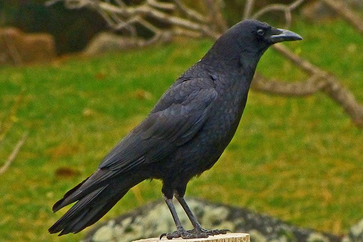 American crow