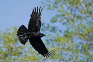 Pretty American crow