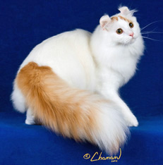 Cool American Curl - Cat Breed