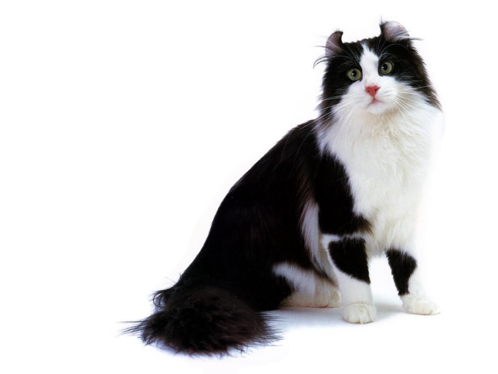 American Curl - Cat Breed photo 
