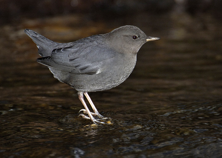 American dipper