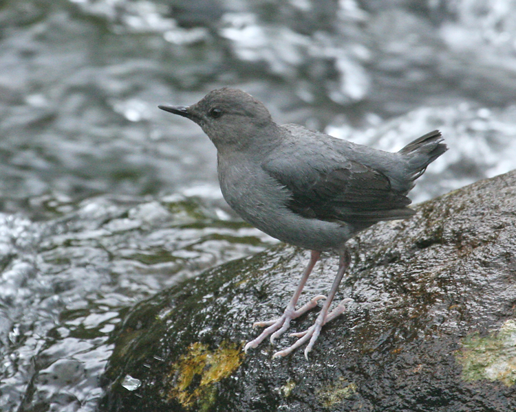 Pretty American dipper