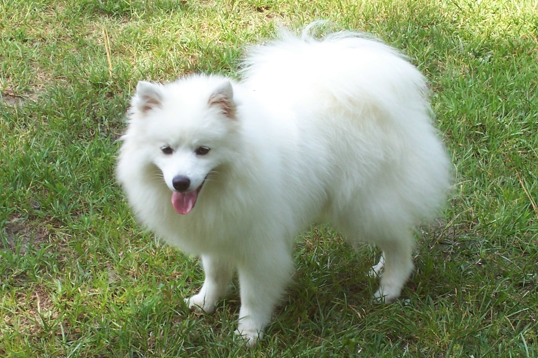 Pretty American Eskimo Dog - Dog Breed