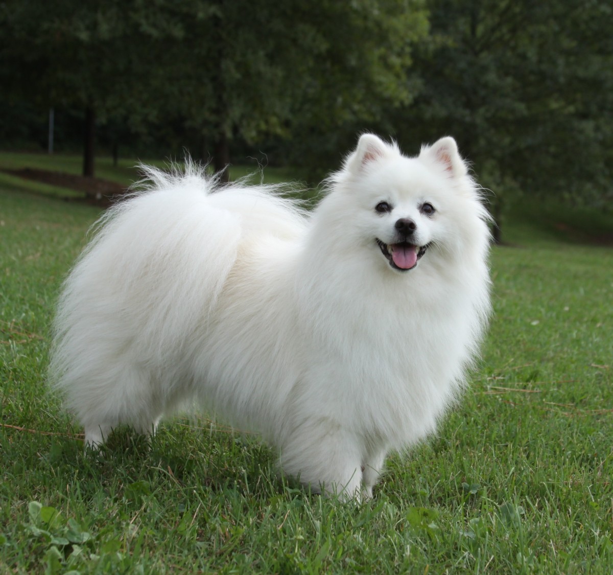 Cute American Eskimo Dog - Dog Breed