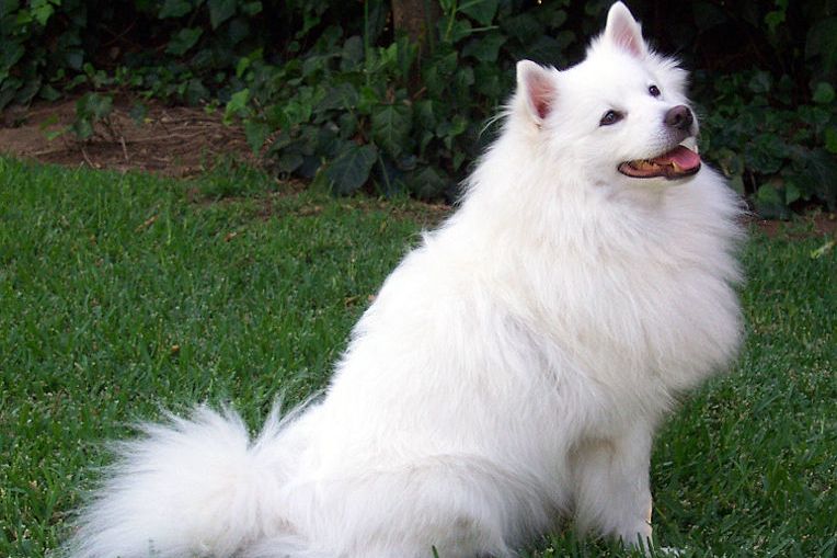 Wallpaper American Eskimo Dog - Dog Breed