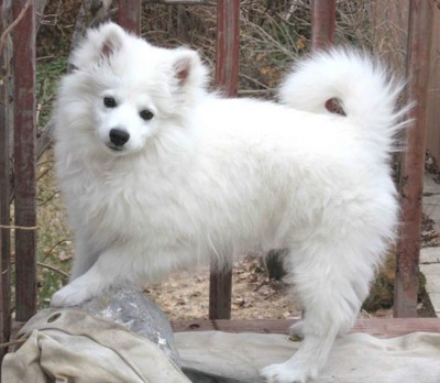 Photo American Eskimo Dog - Dog Breed
