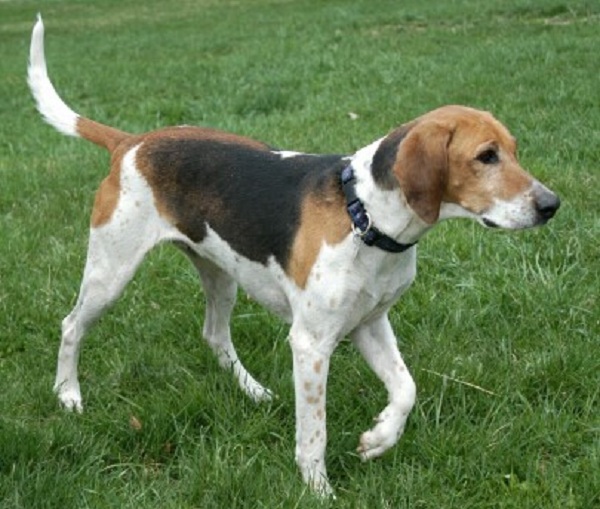 American Foxhound - Dog Breed