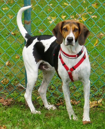 Wallpaper American Foxhound - Dog Breed