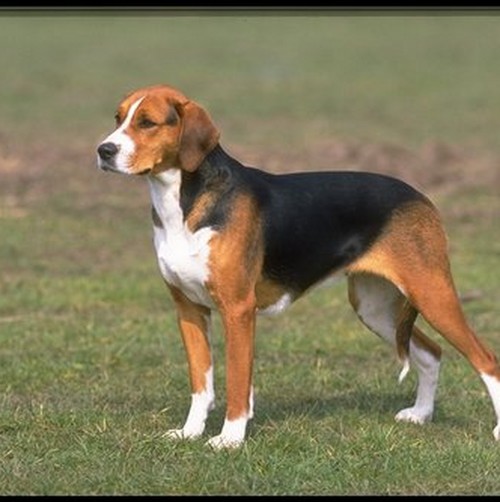 American Foxhound - Dog Breed wallpaper