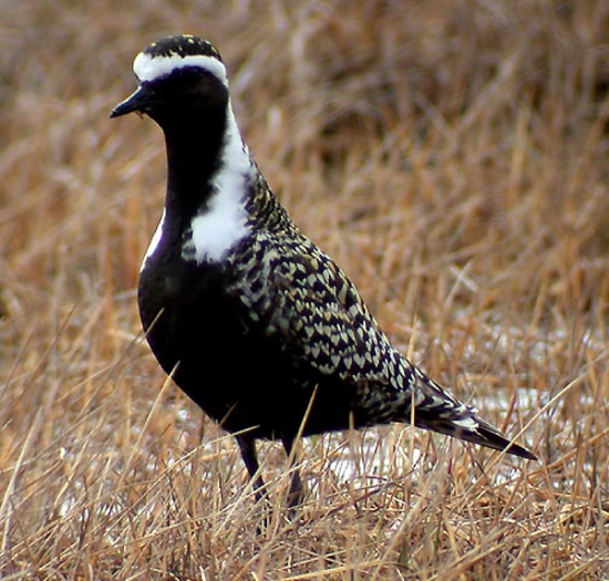 American golden-plover