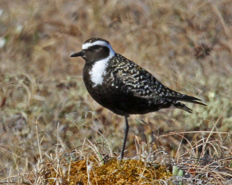 Pretty American golden-plover
