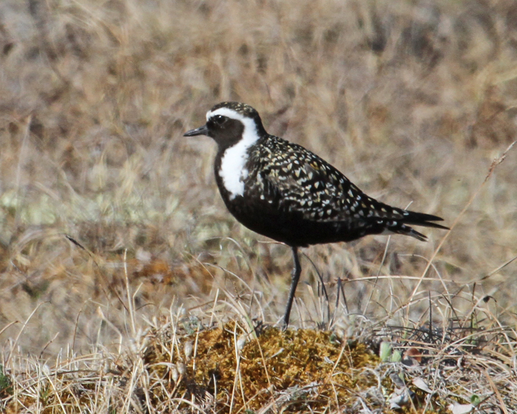 Pretty American golden-plover