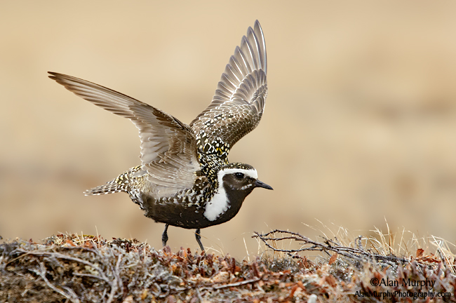 Pretty American golden-plover