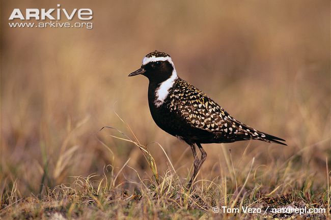 Pretty American golden-plover
