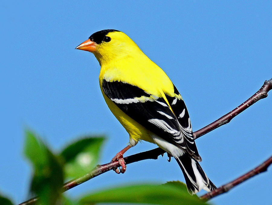 American goldfinch