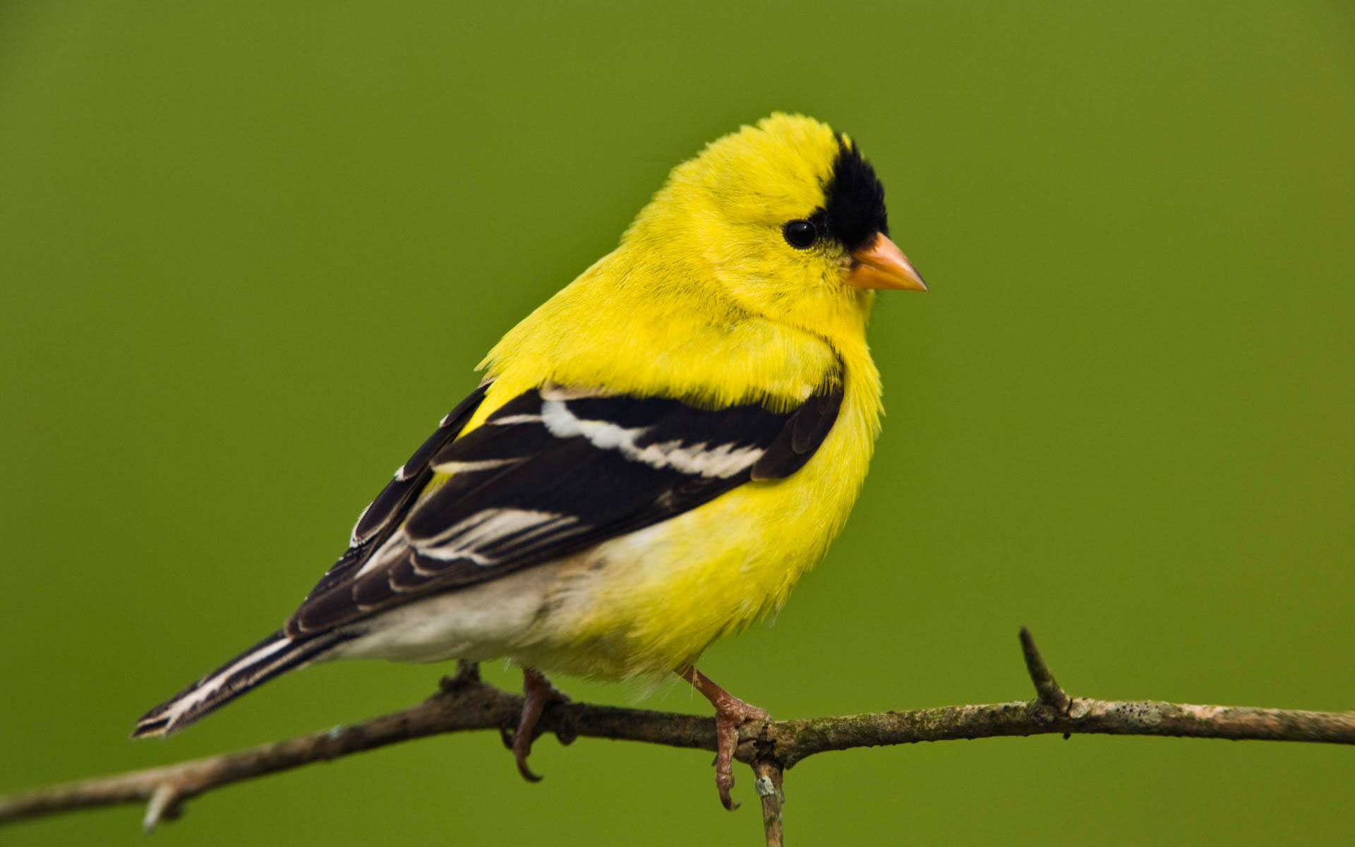 Pretty American goldfinch