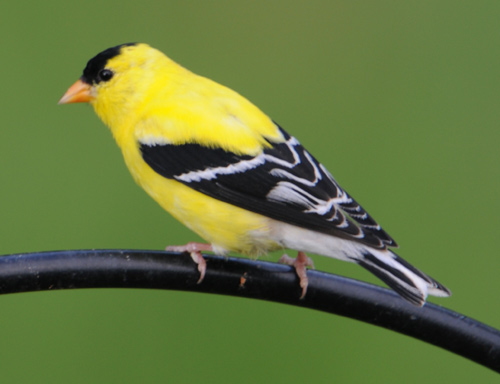 Pretty American goldfinch