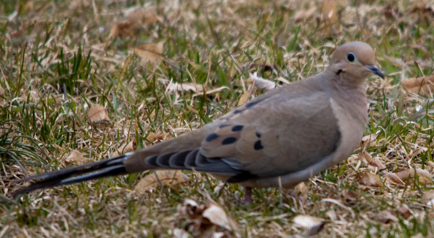 Pretty American mourning dove