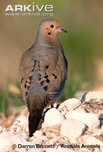 Pretty American mourning dove
