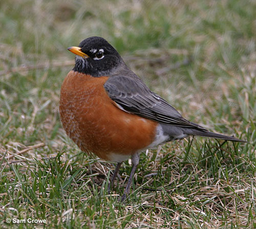 American robin