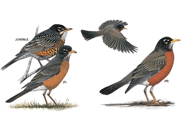 Pretty American robin