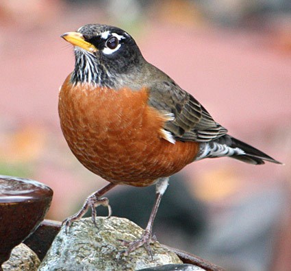 Pretty American robin