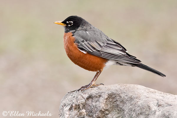 Pretty American robin