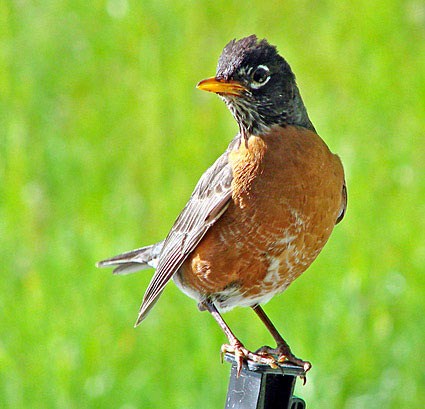 Pretty American robin
