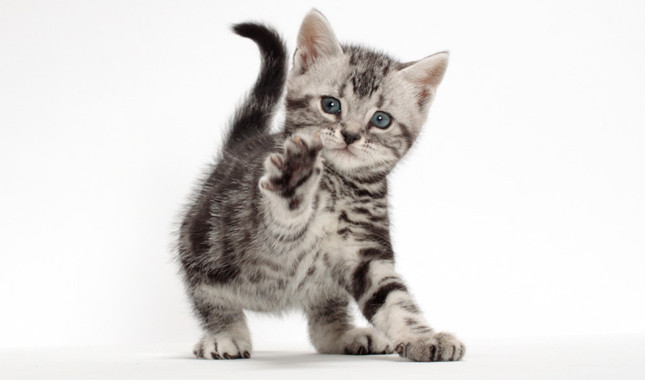 American Shorthair - Cat Breed