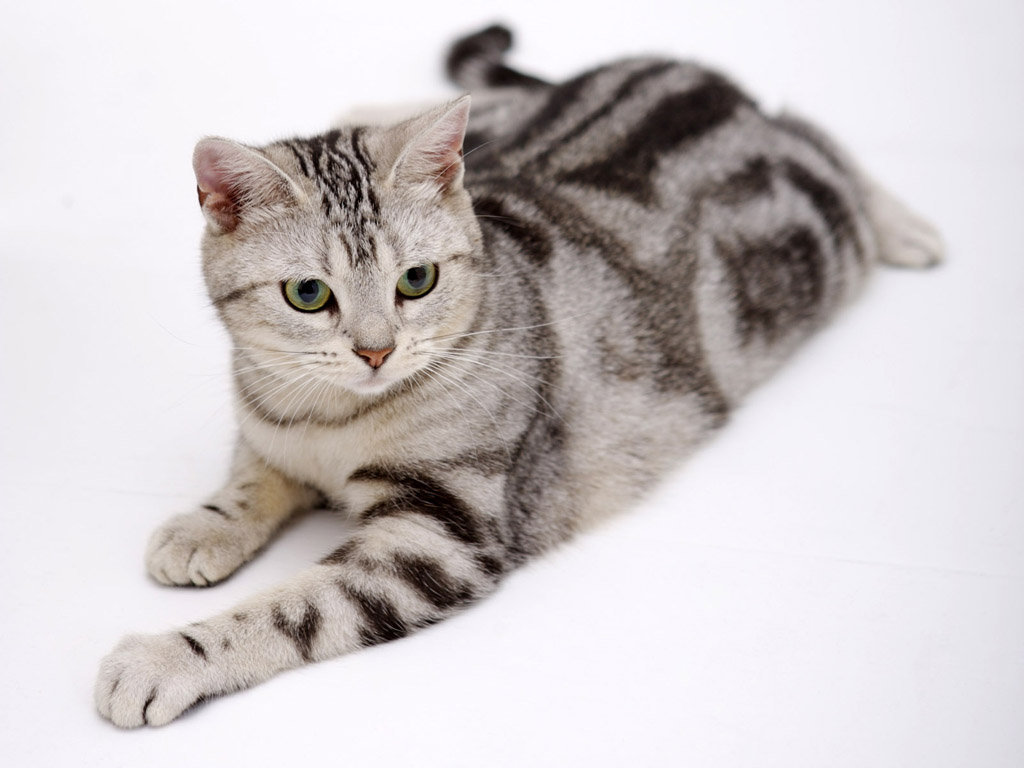 Cute American Shorthair - Cat Breed