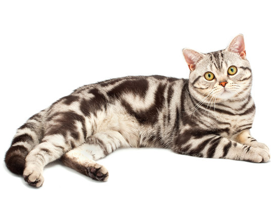American Shorthair - Cat Breed photo 