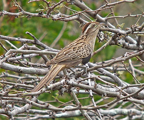 Pretty American striped cuckoo