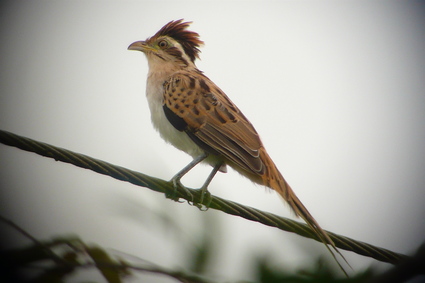 Pretty American striped cuckoo