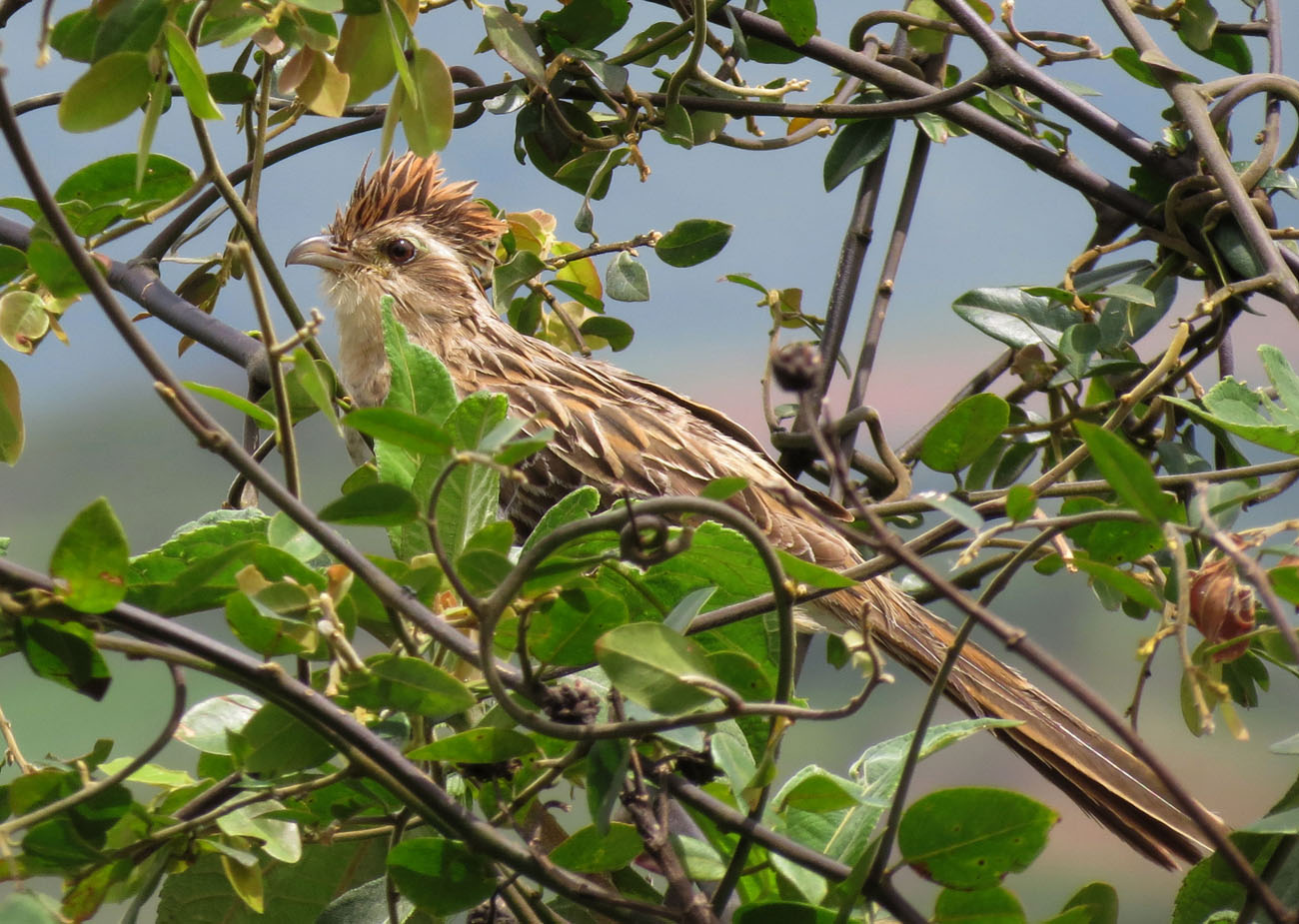 Pretty American striped cuckoo