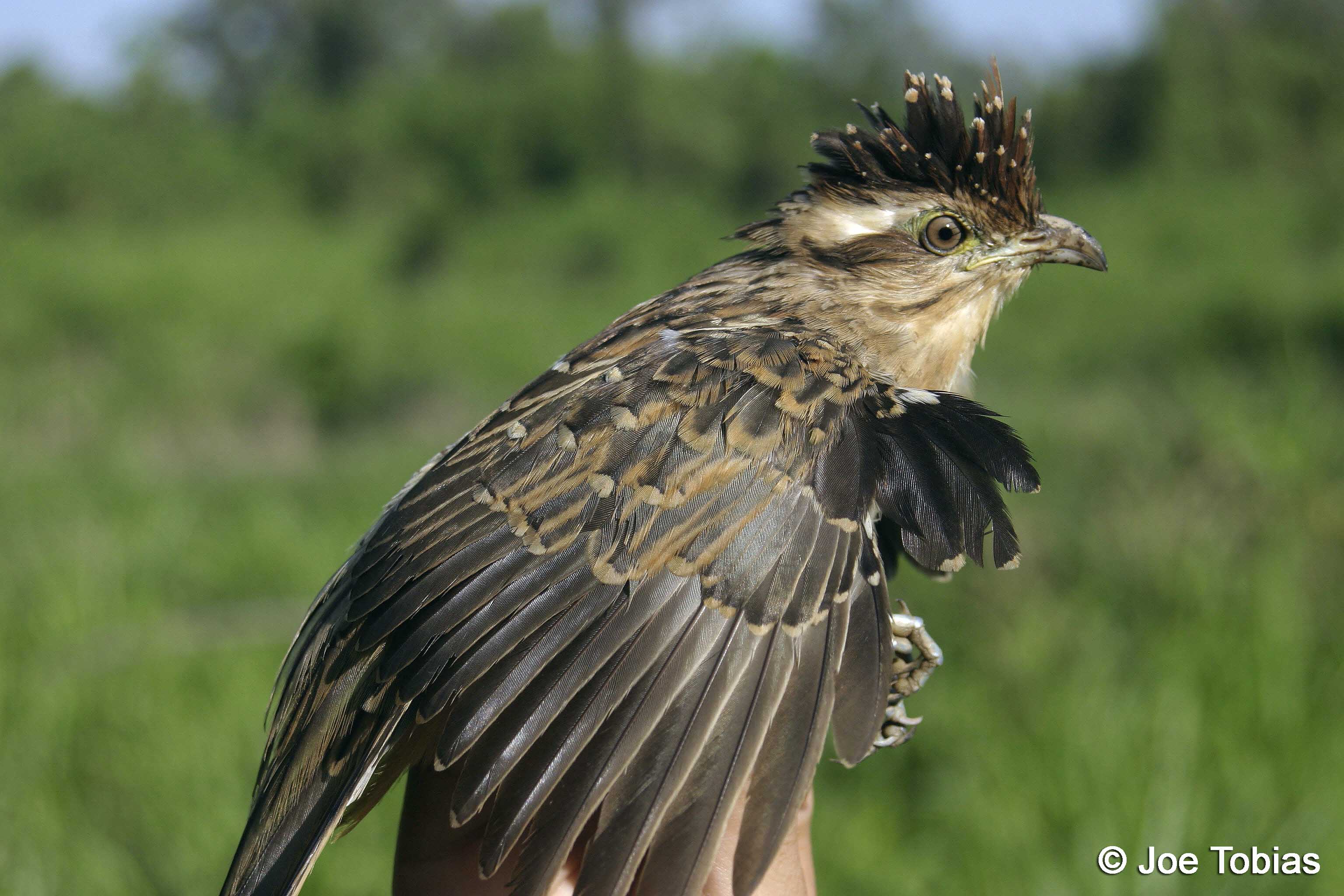 Pretty American striped cuckoo