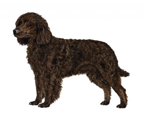 American Water Spaniel - Dog Breed