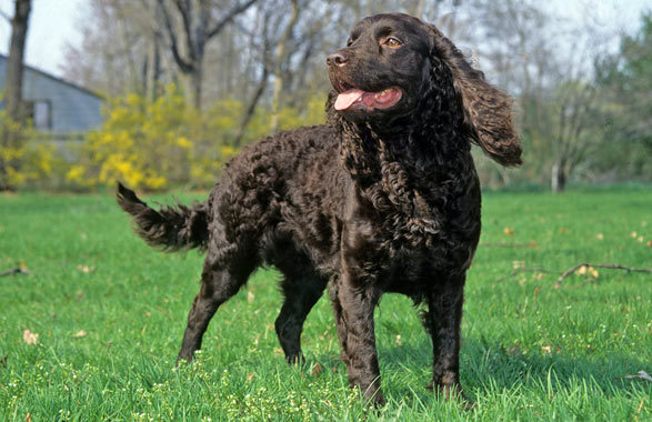 Nice American Water Spaniel - Dog Breed
