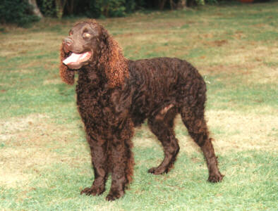 Cool American Water Spaniel - Dog Breed