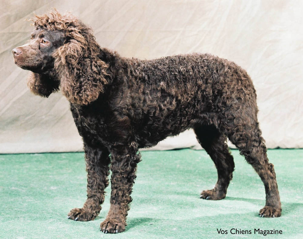 Pretty American Water Spaniel - Dog Breed