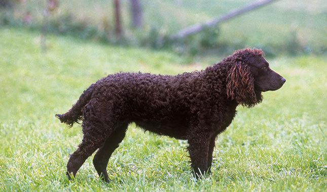 Cute American Water Spaniel - Dog Breed