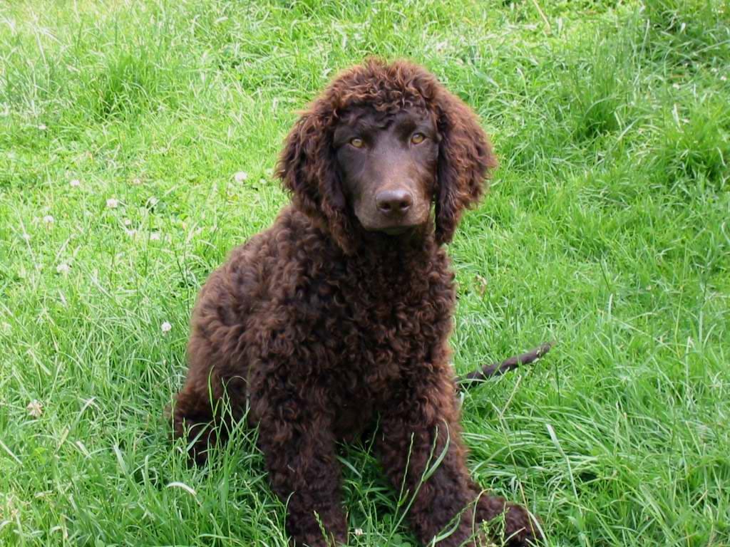 Wallpaper American Water Spaniel - Dog Breed