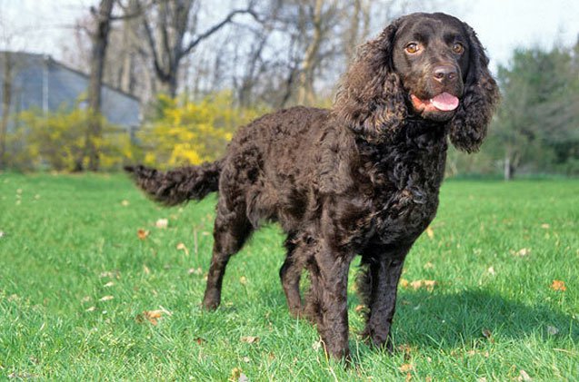 Photo American Water Spaniel - Dog Breed
