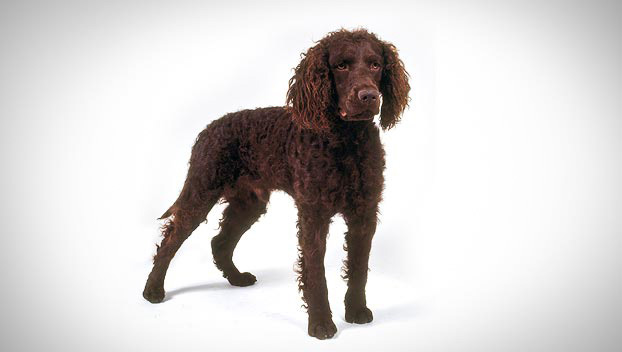 American Water Spaniel - Dog Breed photo 