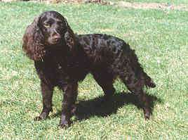 American Water Spaniel - Dog Breed wallpaper